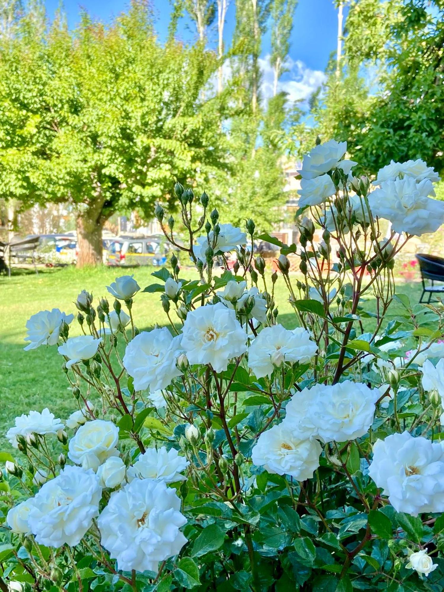 Hotel Palam Hills Leh Zewnętrze zdjęcie