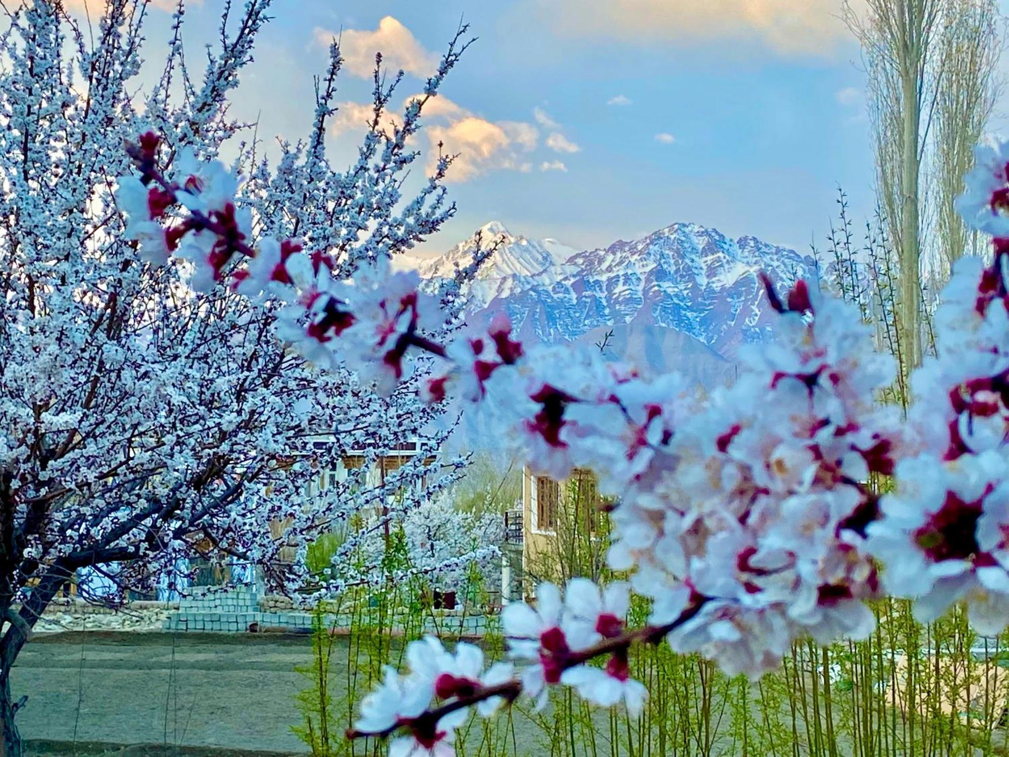 Hotel Palam Hills Leh Zewnętrze zdjęcie
